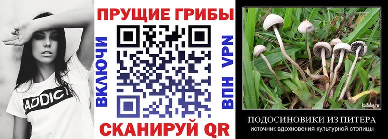kraken онион  Покровск  Галлюциногенные грибы Psilocybe 